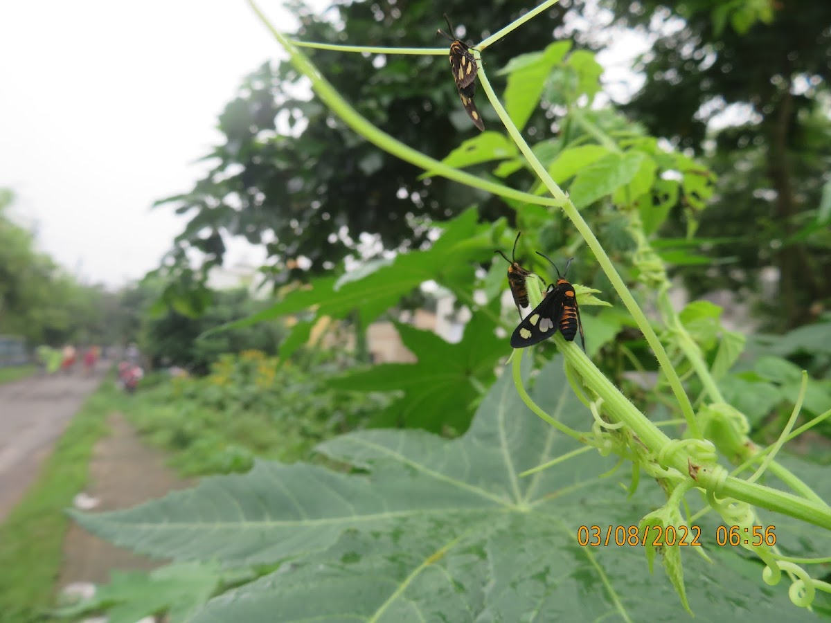 Wasp-mimic Moth and caterpillar