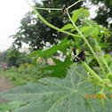 Wasp-mimic Moth and caterpillar