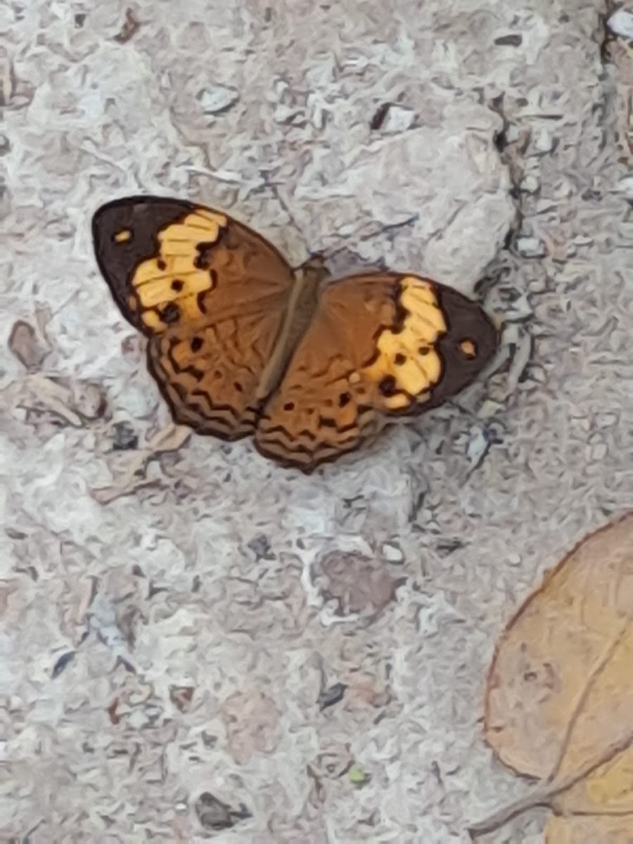 Rustic (brush footed butterfly)