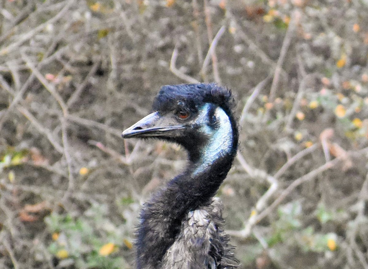 Emu