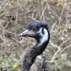 Emu