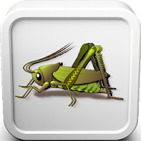 Cricket Insect Sounds Ringtone