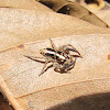 Pantropical Jumping Spider  Plexippus paykulli