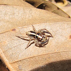 Pantropical Jumping Spider  Plexippus paykulli