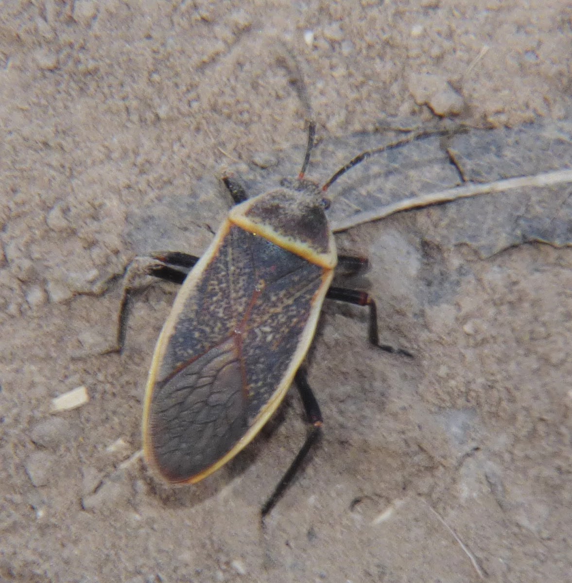 Bordered Plant Bug