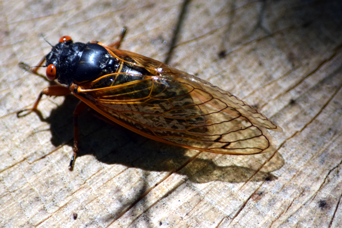 Periodical Cicada