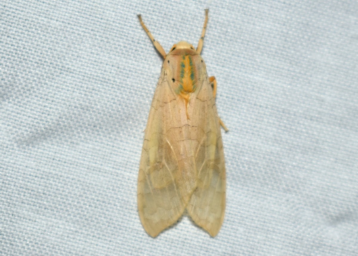 Banded Tussock Moth