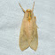 Banded Tussock Moth