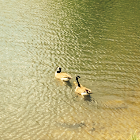 Greater Canada Goose