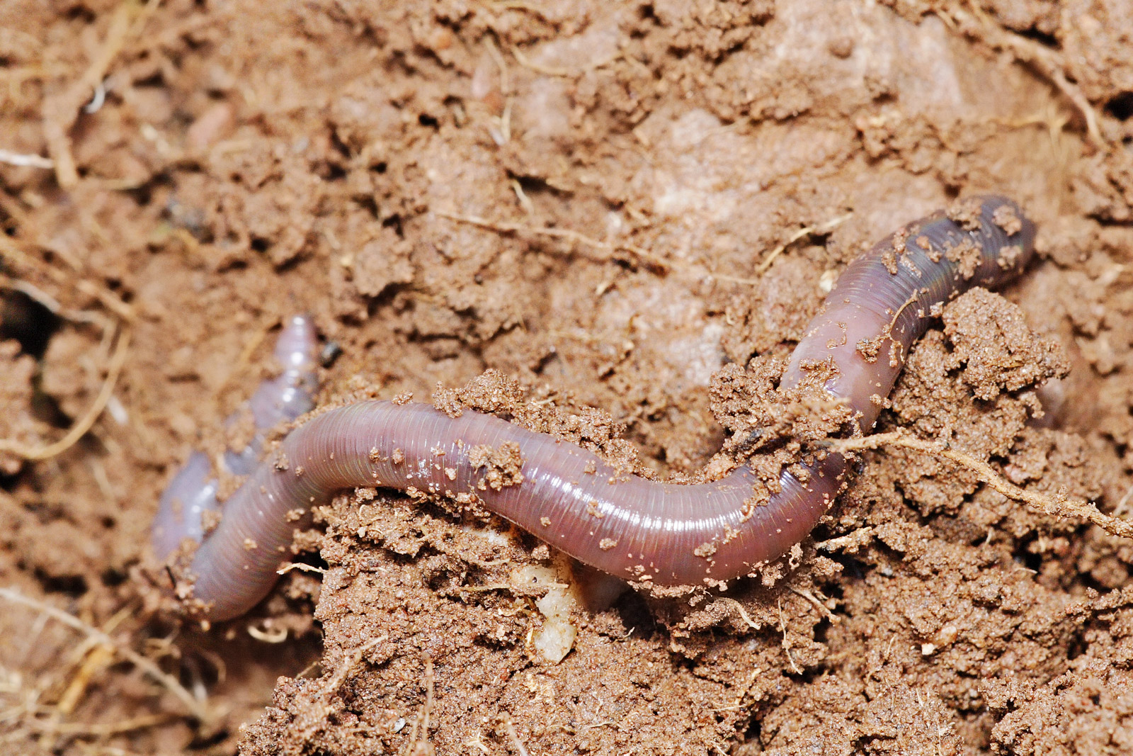 An earthworm is shown on top of some disturbed soil with fine roots in it.