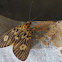 Two-spots Tiger Moth