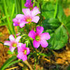 Pink Oxalis