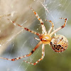 Scaffold web spider