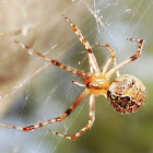 Scaffold web spider