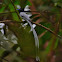 Asian Paradise Flycatcher (Male)