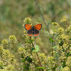 Small Copper