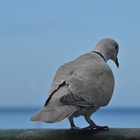 Sono indeciso .......vado.....o aspetto di 