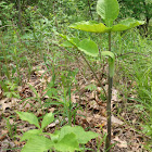 Jack in the pulpit