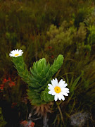 A swamp or vlei daisy (Osmitpsis asteriscoides). 