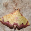 Crambidae moth