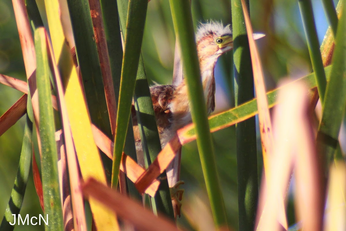 Least Bittern