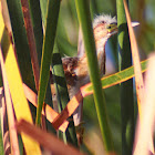 Least Bittern