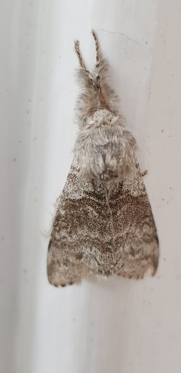 Pale Tussock