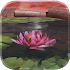 Lotus 3D Live Wallpaper1.0.0 (Paid)