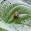 Air Potato Leaf Beetle