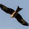 Red Kite