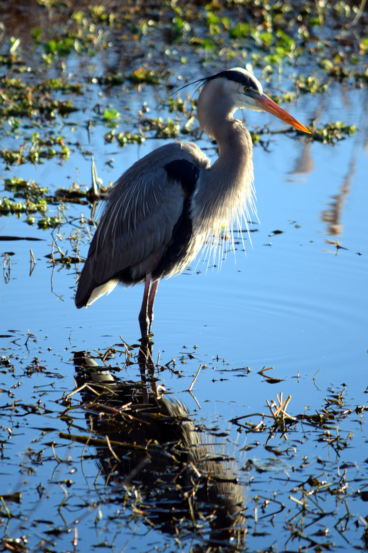 Great Blue Heron