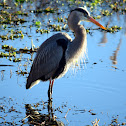 Great Blue Heron