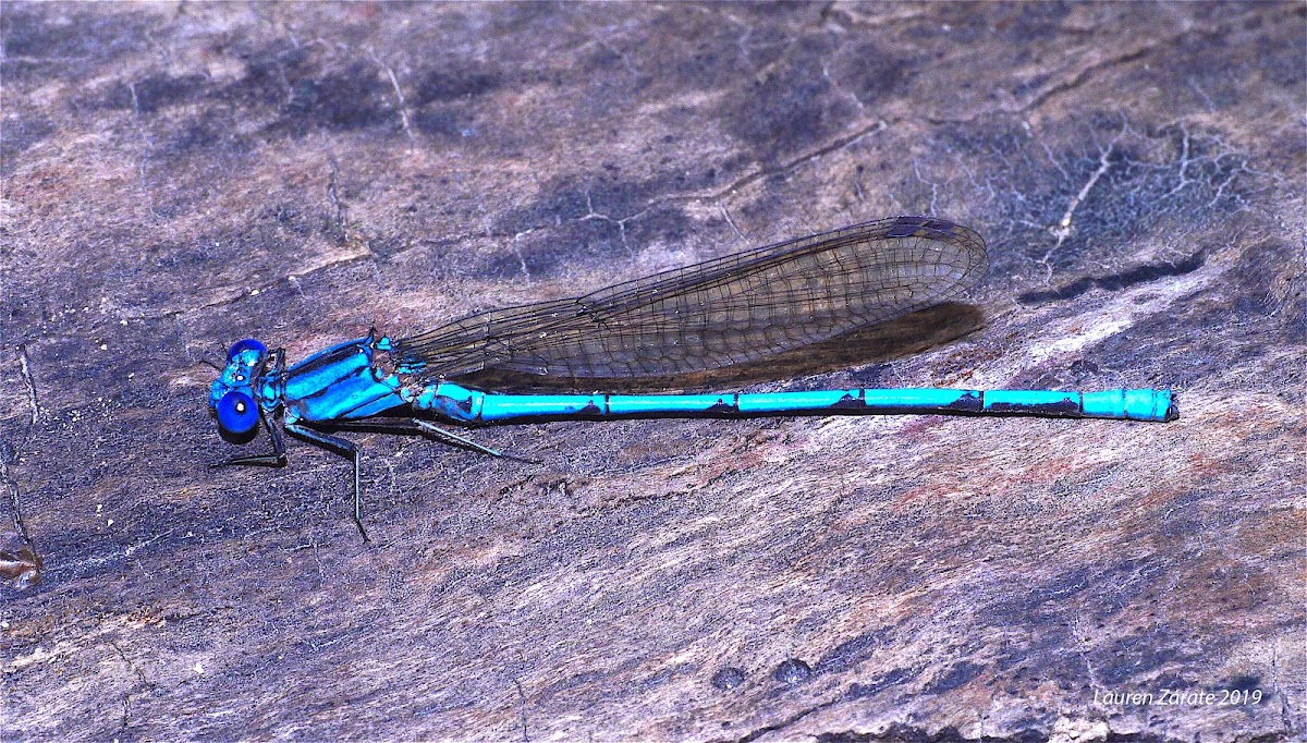 Tropical Arroyo Dancer Damselfly