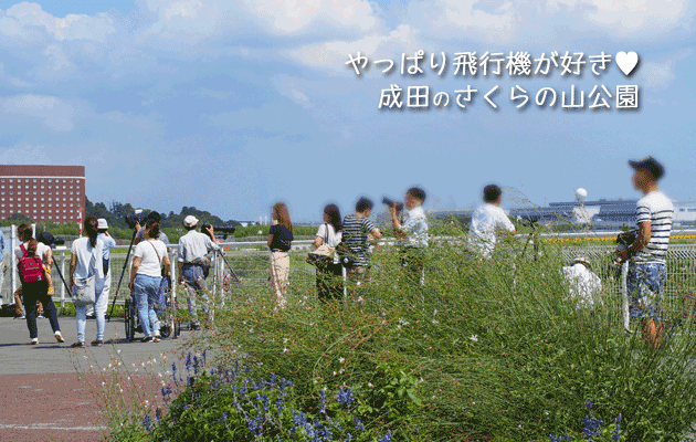 成田さくらの山で見た飛行機