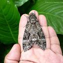 Pink-spotted Hawkmoth