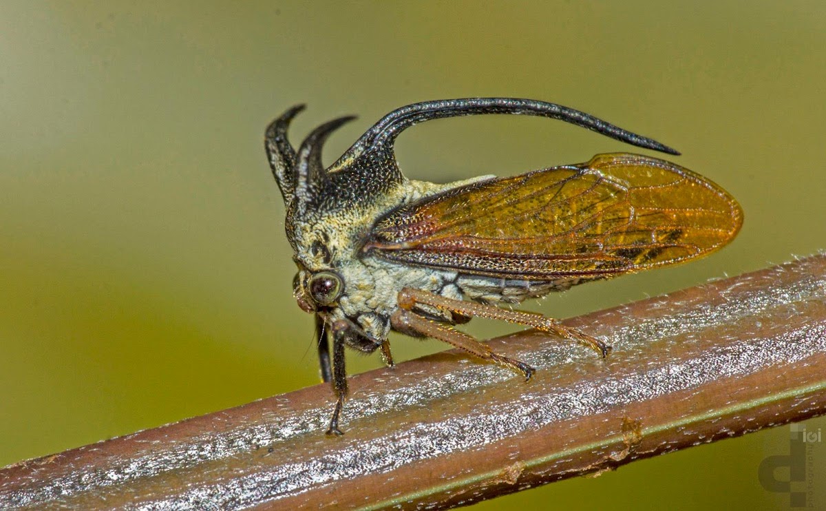 Treehopper