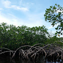 Manglar negro