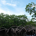 Manglar negro