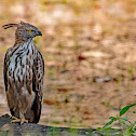 Changeable Hawk-eagle