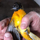 Baltimore Oriole ♂️