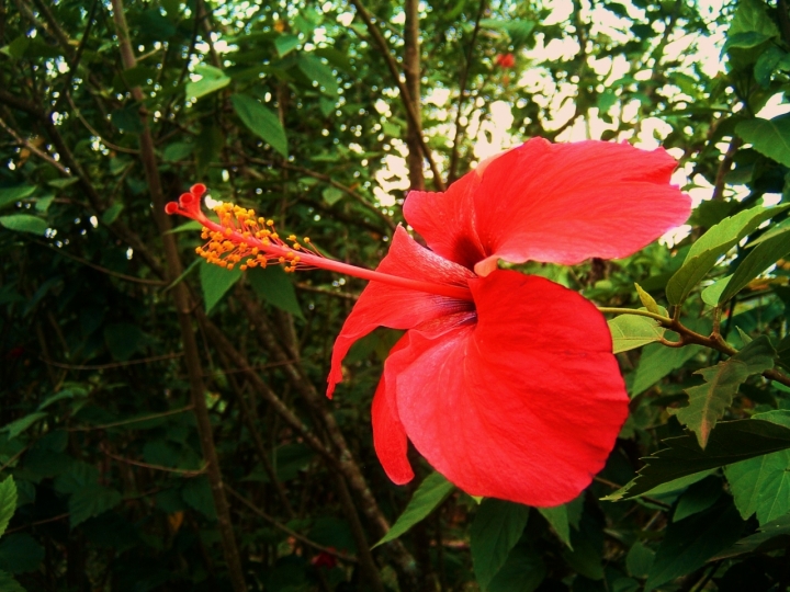 Rosso fuoco di estela