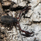 Pseudoscorpion