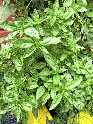 Add basil to a dish towards the end of cooking to retain its bright flavour.