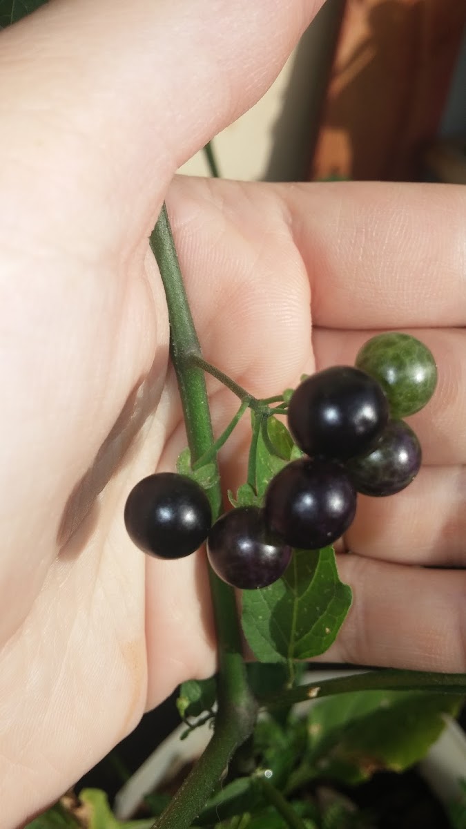 American Black Nightshade