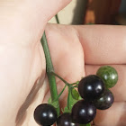 American Black Nightshade