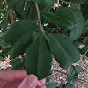 Round Leaf Holly