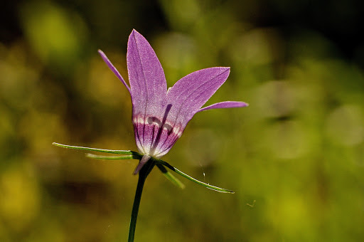 Campanula lusitanica