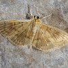 Crambid Moth