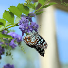 Blue Tiger Butterfly