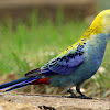 Pale-headed Rosella